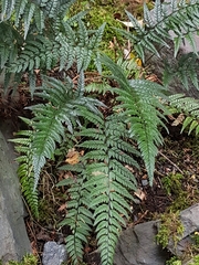 Polystichum luctuosum