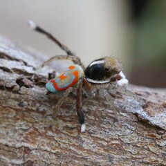 Maratus pavonis