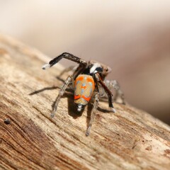 Maratus pavonis