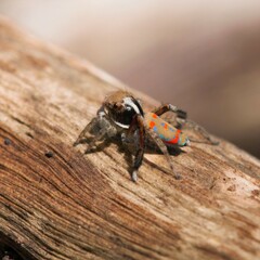 Maratus pavonis