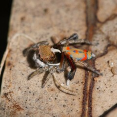 Maratus pavonis