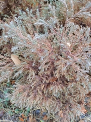 Juniperus foetidissima