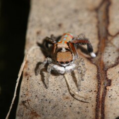 Maratus pavonis