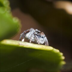 Maratus speciosus