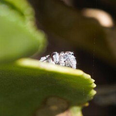 Maratus speciosus