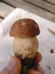 Leccinum aurantiacum