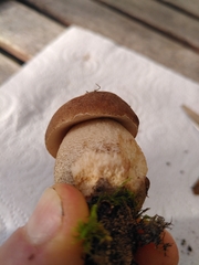 Leccinum aurantiacum