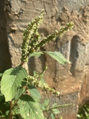 Amaranthus