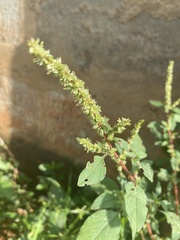 Amaranthus