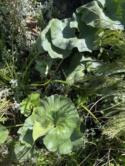 Gunnera perpensa