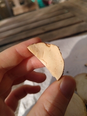 Leccinum aurantiacum
