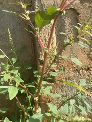Amaranthus