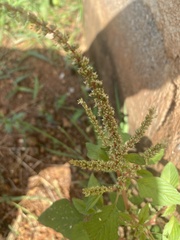 Amaranthus