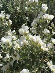 Podalyria myrtillifolia