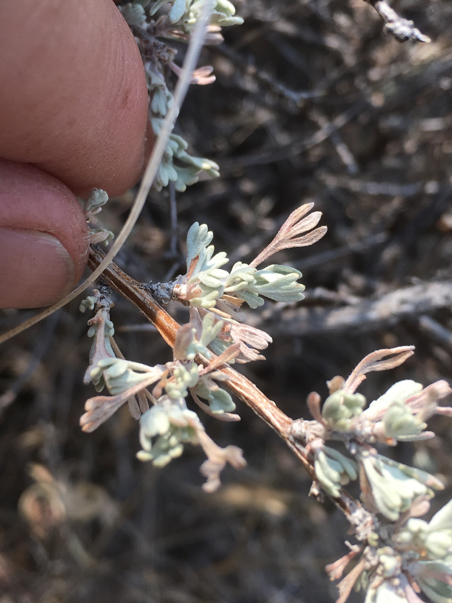 Artemisia arbuscula ssp. longicaulis