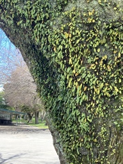 Pyrrosia eleagnifolia