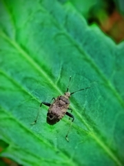 Proboscidocoris