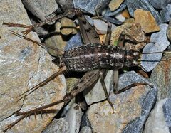 Gryllomorpha longicauda merobricensis