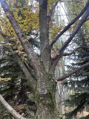 Abies nordmanniana