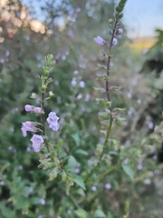 Mosla dianthera