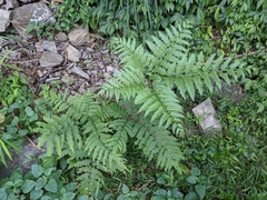 Pteris wallichiana