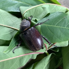 Xylotrupes gideon