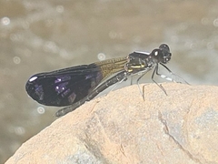 Aristocypha fenestrella