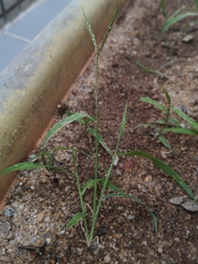 Digitaria radicosa