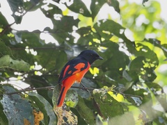 Pericrocotus speciosus
