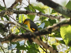 Pericrocotus speciosus