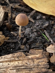 Pholiotina rugosa
