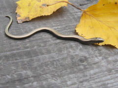 Anguis colchica