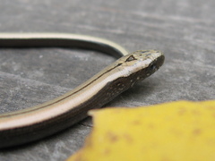 Anguis colchica