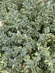 Laurus nobilis