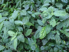 Gomphostemma chinense