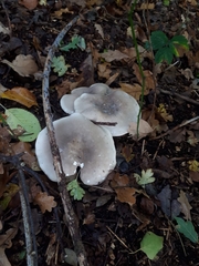Clitocybe nebularis