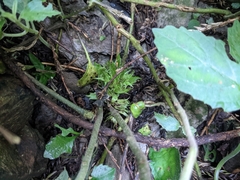 Gomphostemma chinense