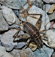 Gryllomorpha longicauda merobricensis