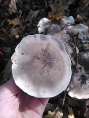 Clitocybe nebularis