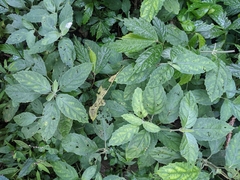 Gomphostemma chinense