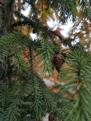 Picea omorika