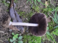 Agaricus diminutivus