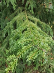 Picea omorika