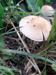 Agaricus diminutivus