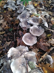 Clitocybe nebularis