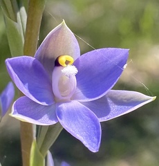 Thelymitra megcalyptra