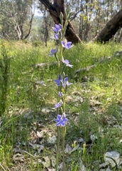 Thelymitra megcalyptra