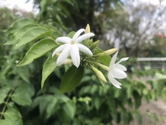 Jasminum multiflorum