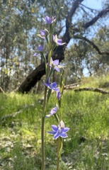 Thelymitra megcalyptra