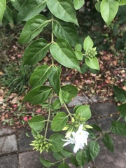 Jasminum multiflorum
